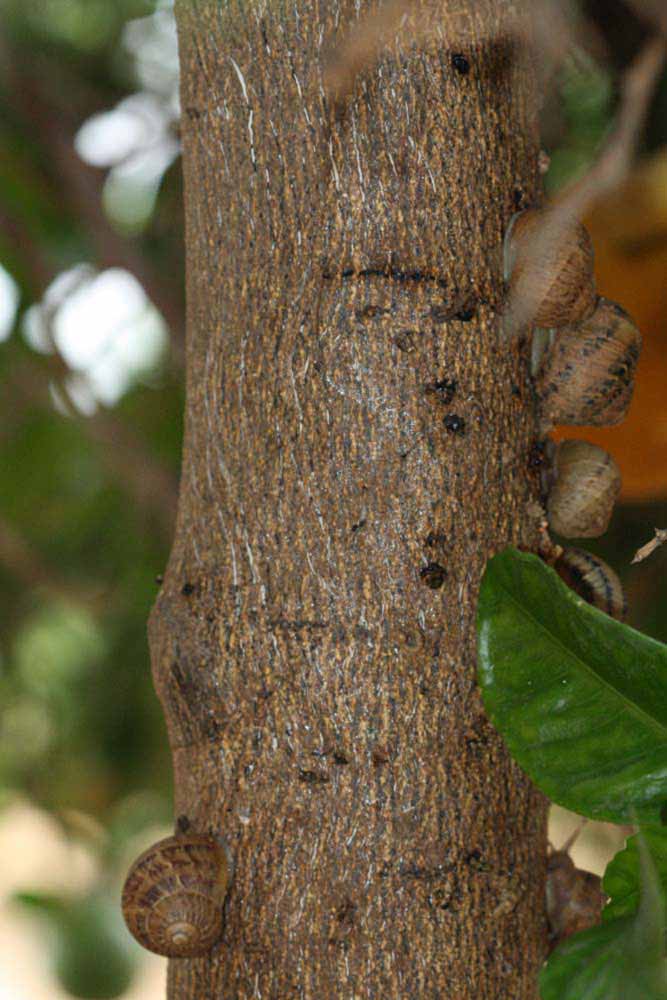           Bark (Riverside, CA)   